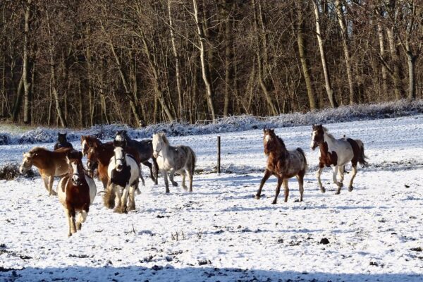 Nasze Stado – Nasza Rodzina