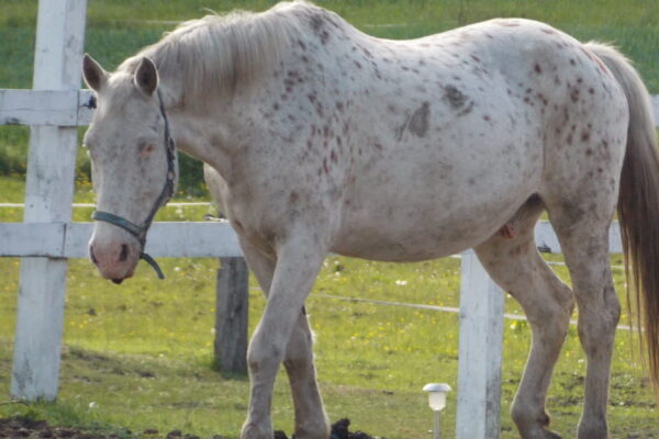 Apacze Apacze i nic nie widzę