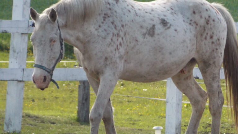 Apacze Apacze i nic nie widzę
