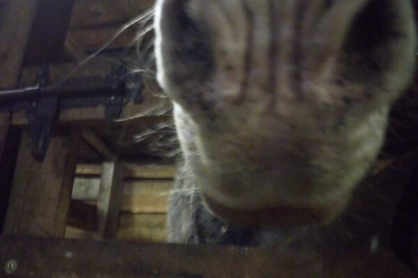 Ach… dzieci w stajni… :P