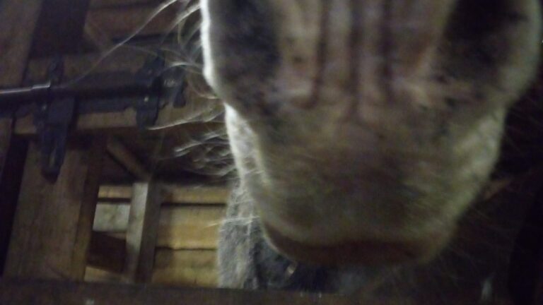 Ach… dzieci w stajni… :P